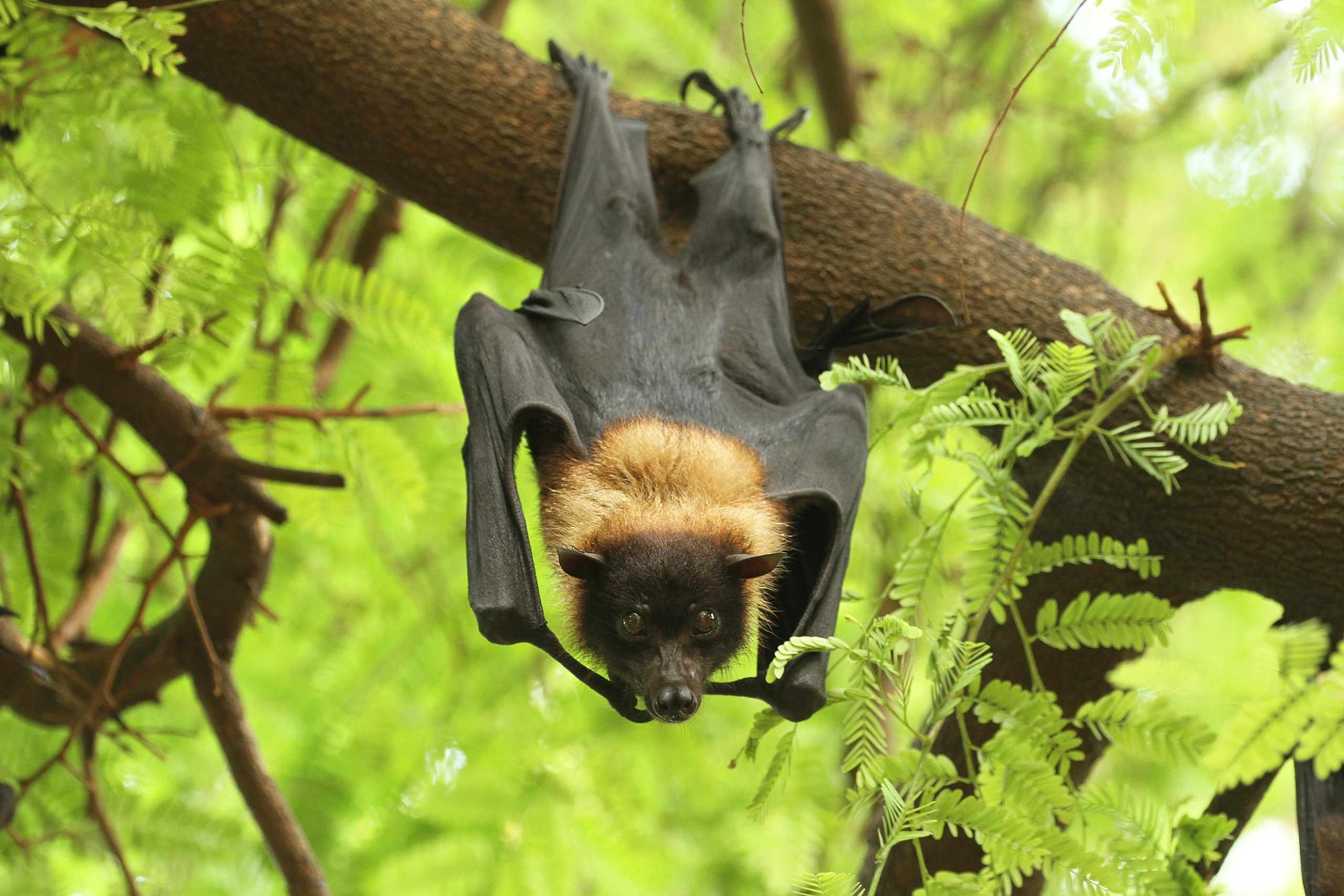 Bats are targeted widely in Kerala because of the Nipah scare. Photo: David Raju