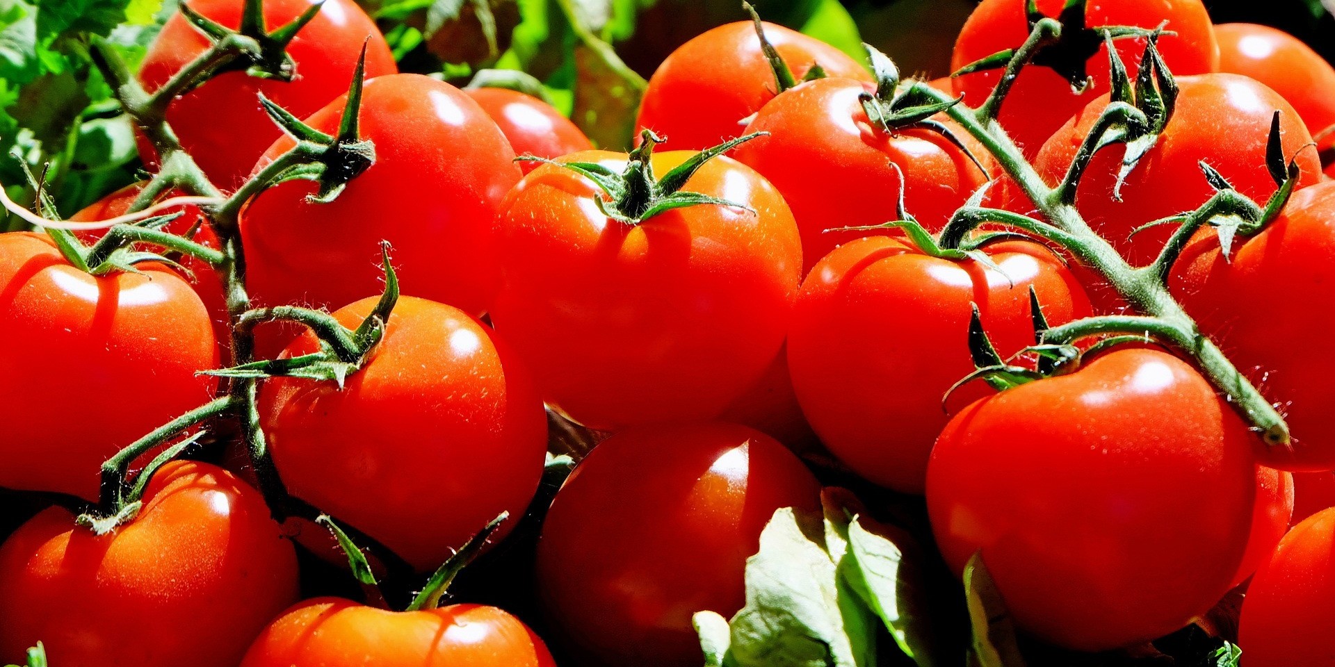 In the Kurnool district in Andhra Pradesh, the wholesale price of poor-quality tomatoes has crashed to a low of ₹6 per kg.
