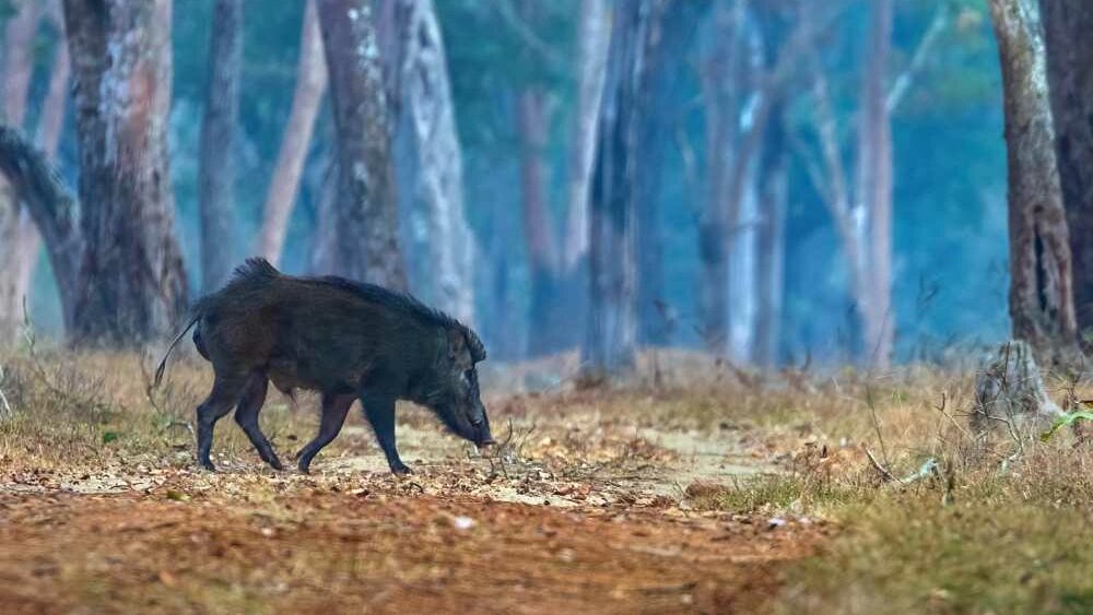 A wildboar in Wayanad. Photo: Hadlee Ranjith