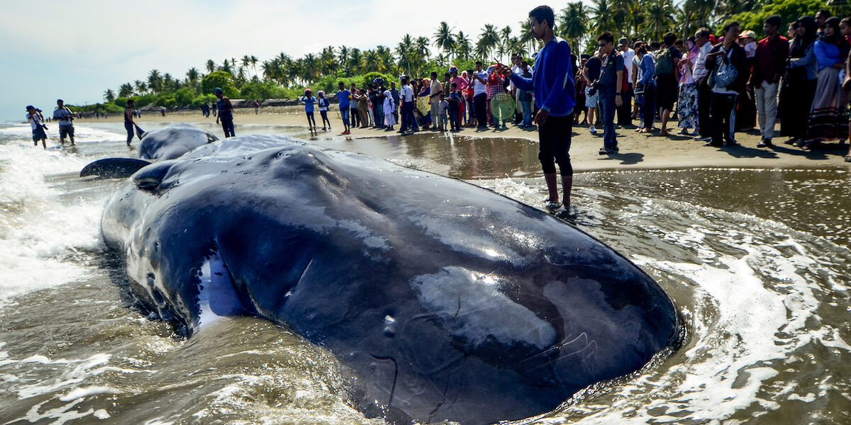 Whale stranding on Indian coasts