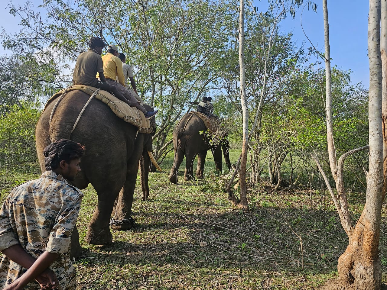 Karnataka Bandipur Tiger Reserve Tiger Capture Operation