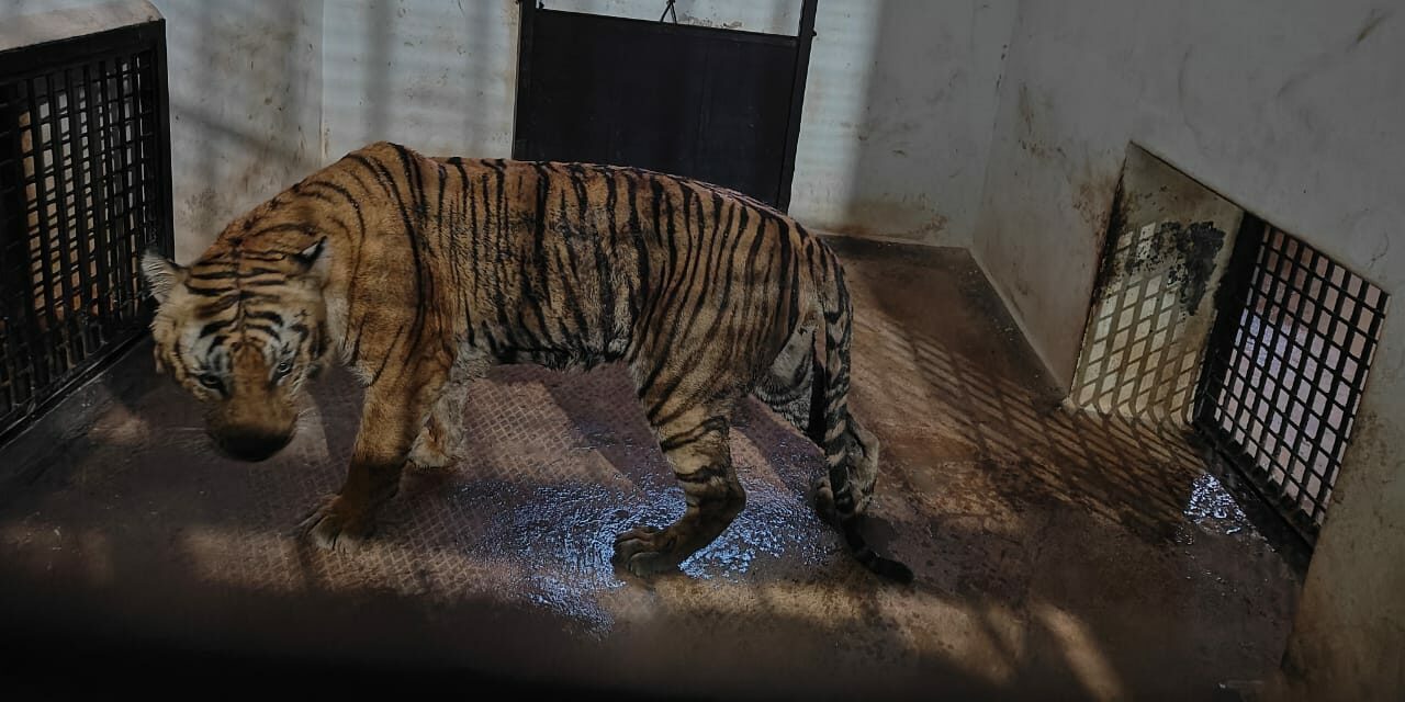 Bandipur Tiger Reserve Forest Officials Mysuru Tiger Operation