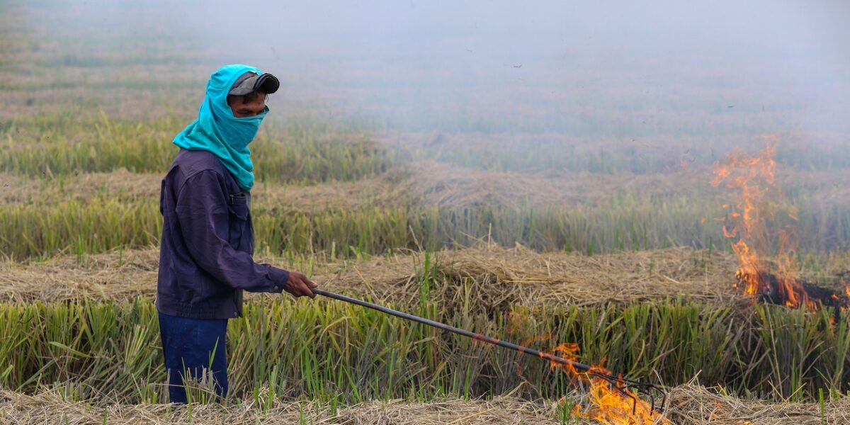 Stubble burning