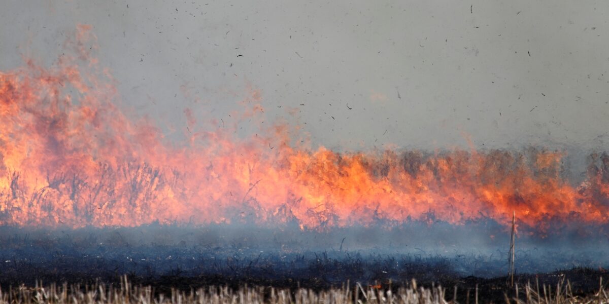 Stubble burning