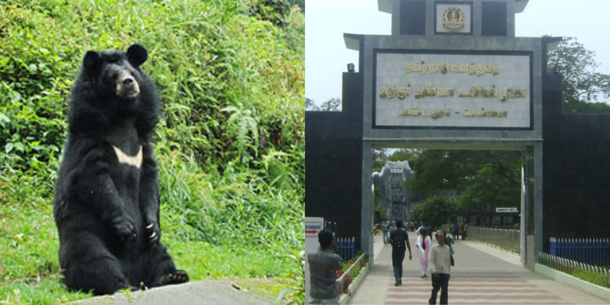 The bears were transported by a special coach attached to the Andaman Express. (Wikipedia)