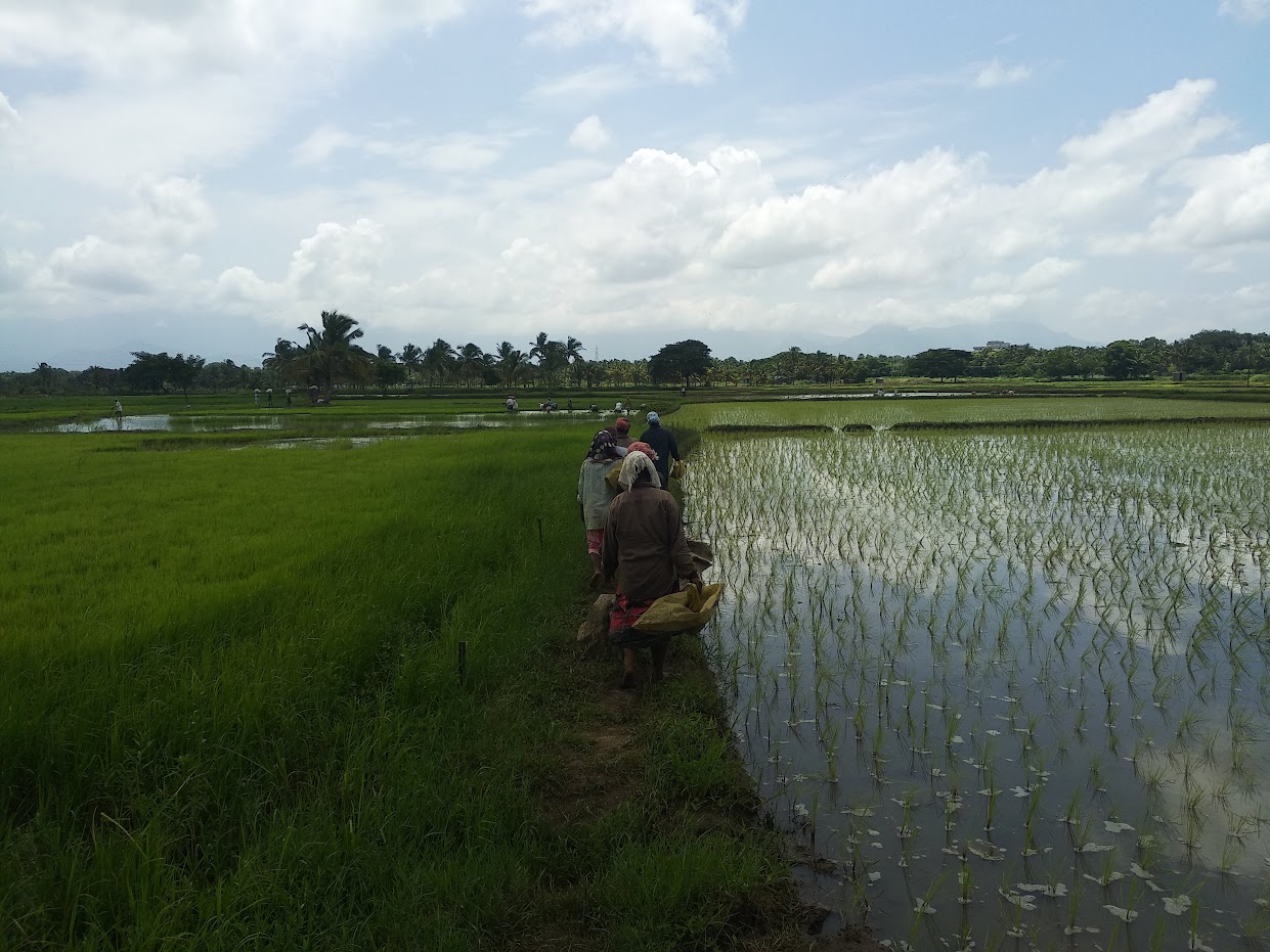 A paddy farm in Palakkad. Photo: K A Shaji