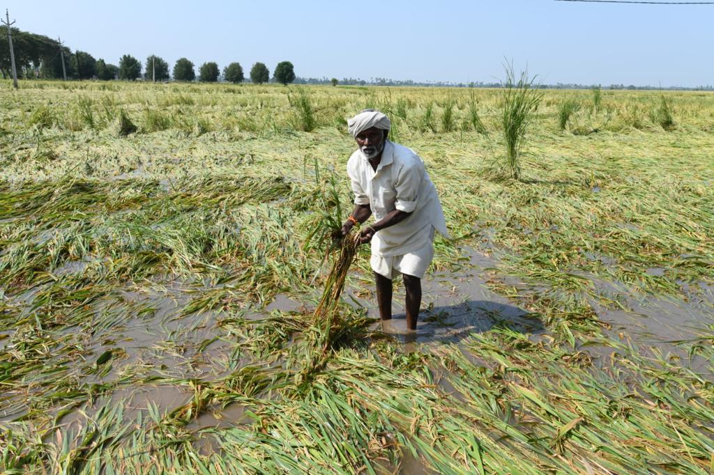 Paddy procurement in Telangana