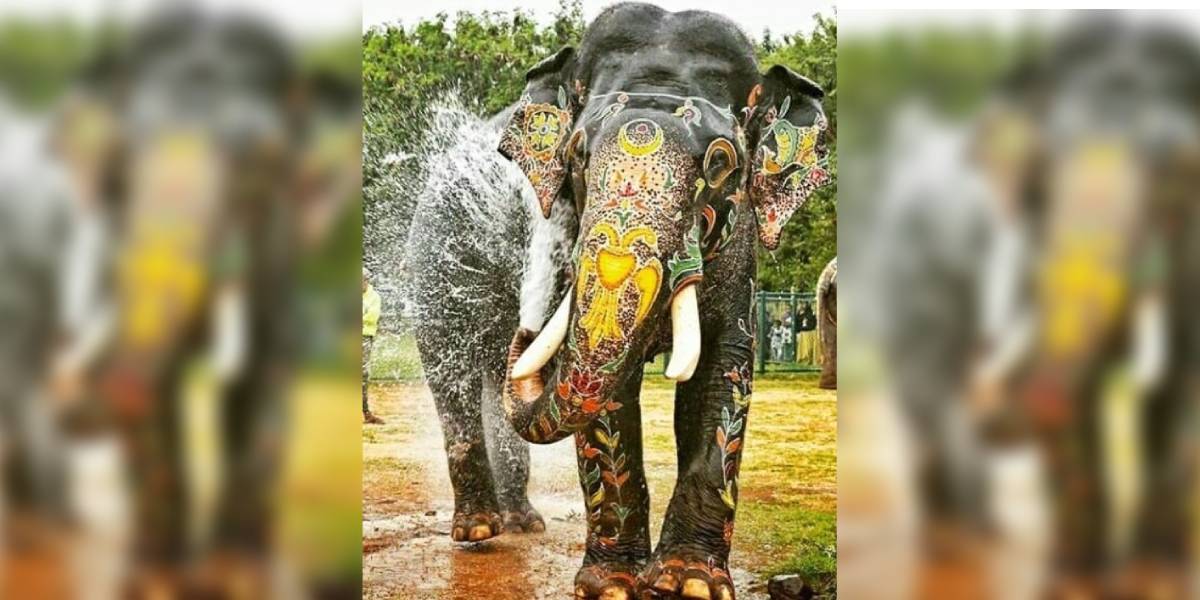 Arjuna was gored to death by a wild tusker on Monday, 4 December. (Supplied)