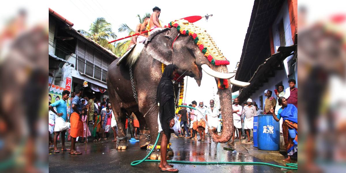 Residents of Kalpathy in Palakkad provide water to an elephant being paraded at a temple festival (File pic/PS Manoj)
