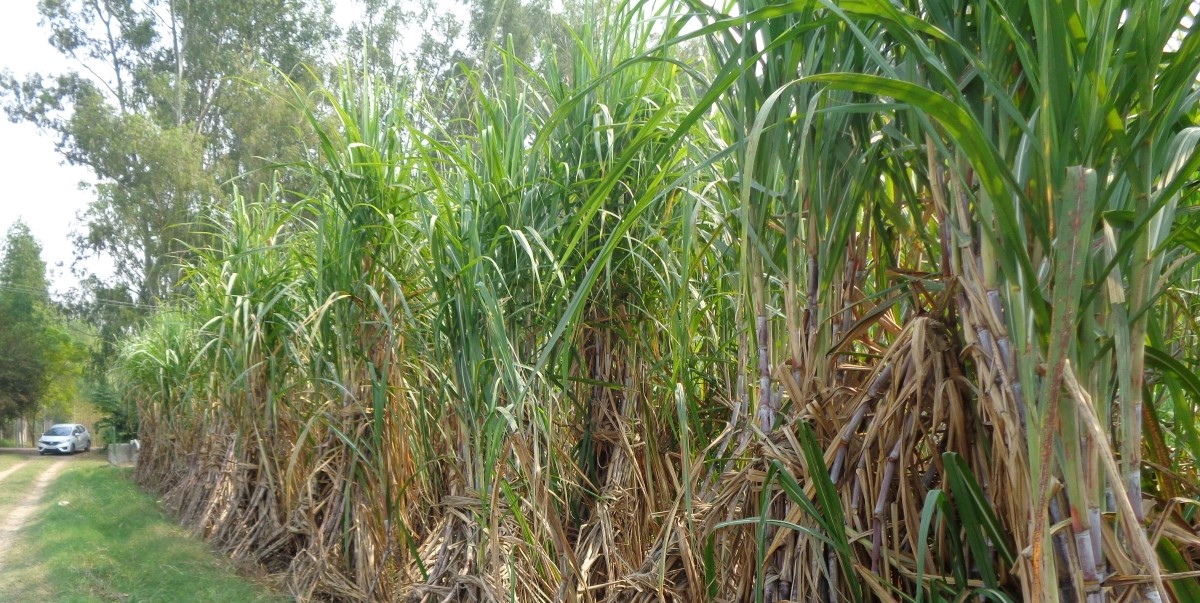 Sugarcane farm in Punjab