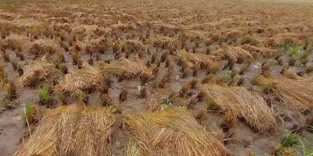 Farming fields were submerged due to heavy rains triggered by the cyclone in Andhra and Telangana. (Supplied)