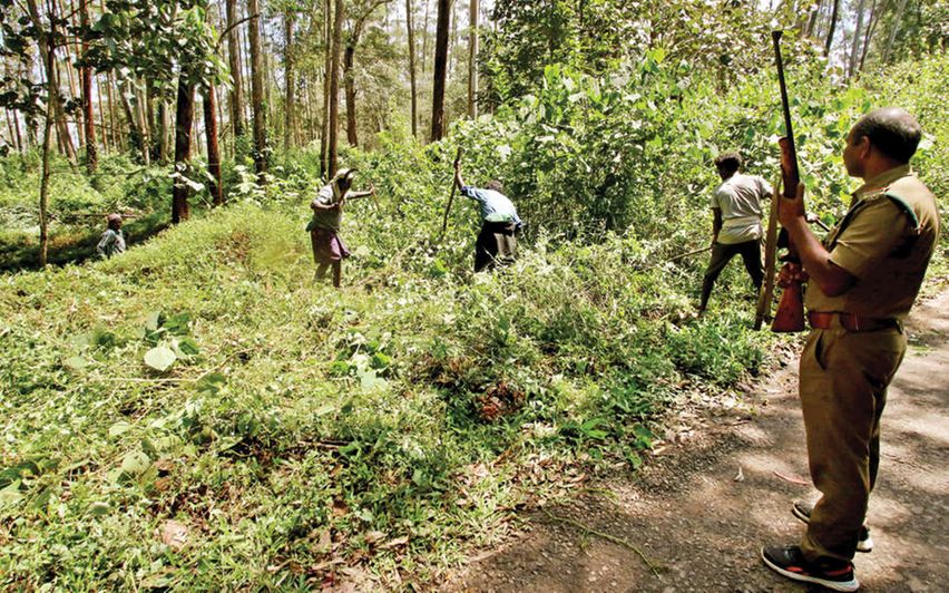 Forest officials search for tiger in vakery in Wayanad. Photo: Supplied.