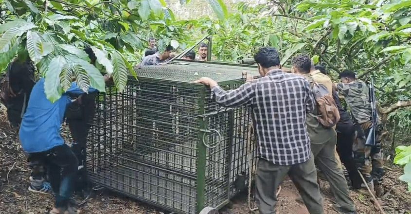 cage wayanad