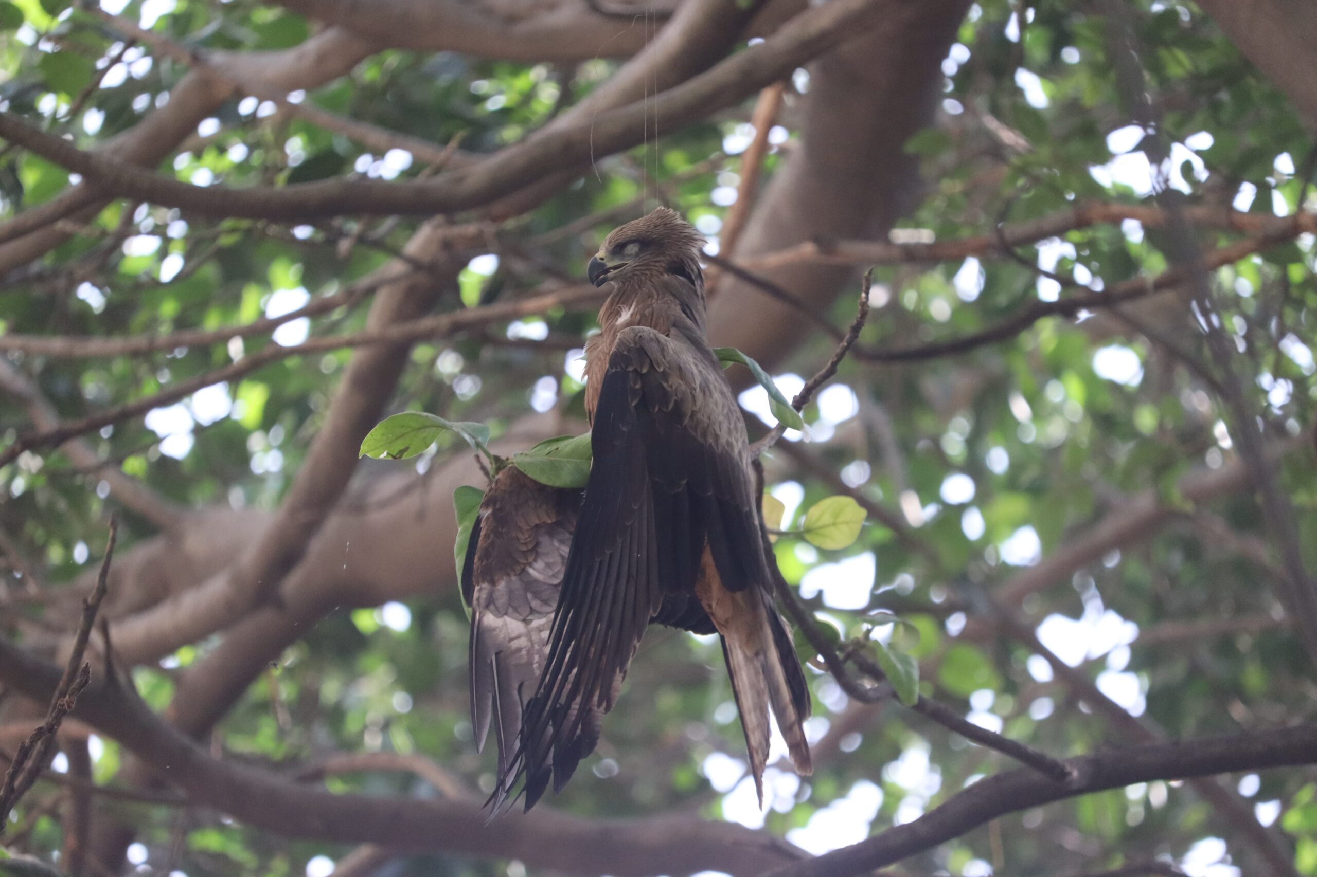 A bird entangled and trapped in Chinese manjha thread