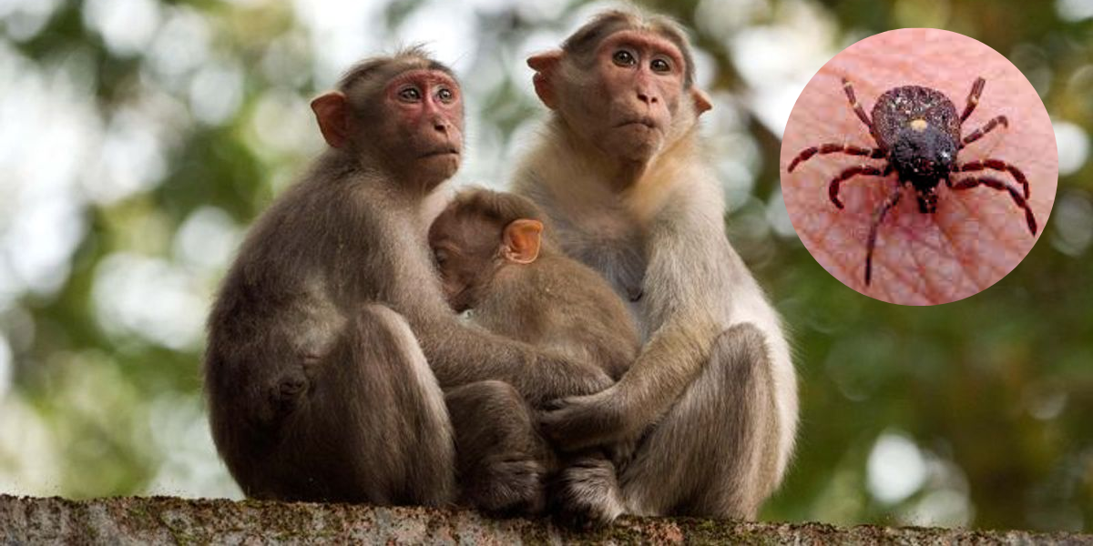 KFD, also known as Monkey Fever, is a tick-borne viral disease.
