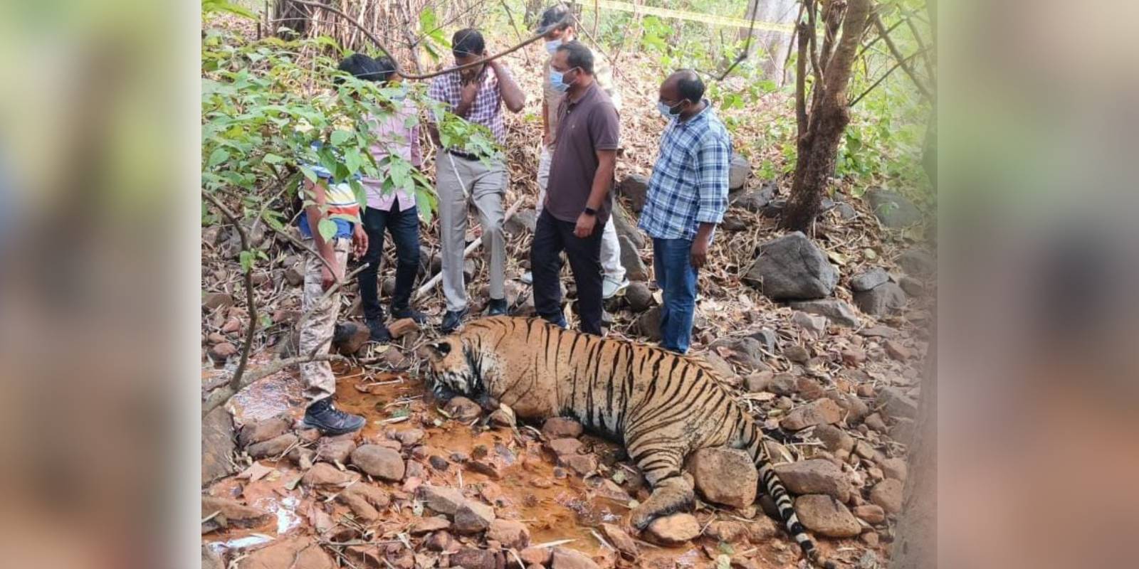 Forest officials with the tiger carcass
