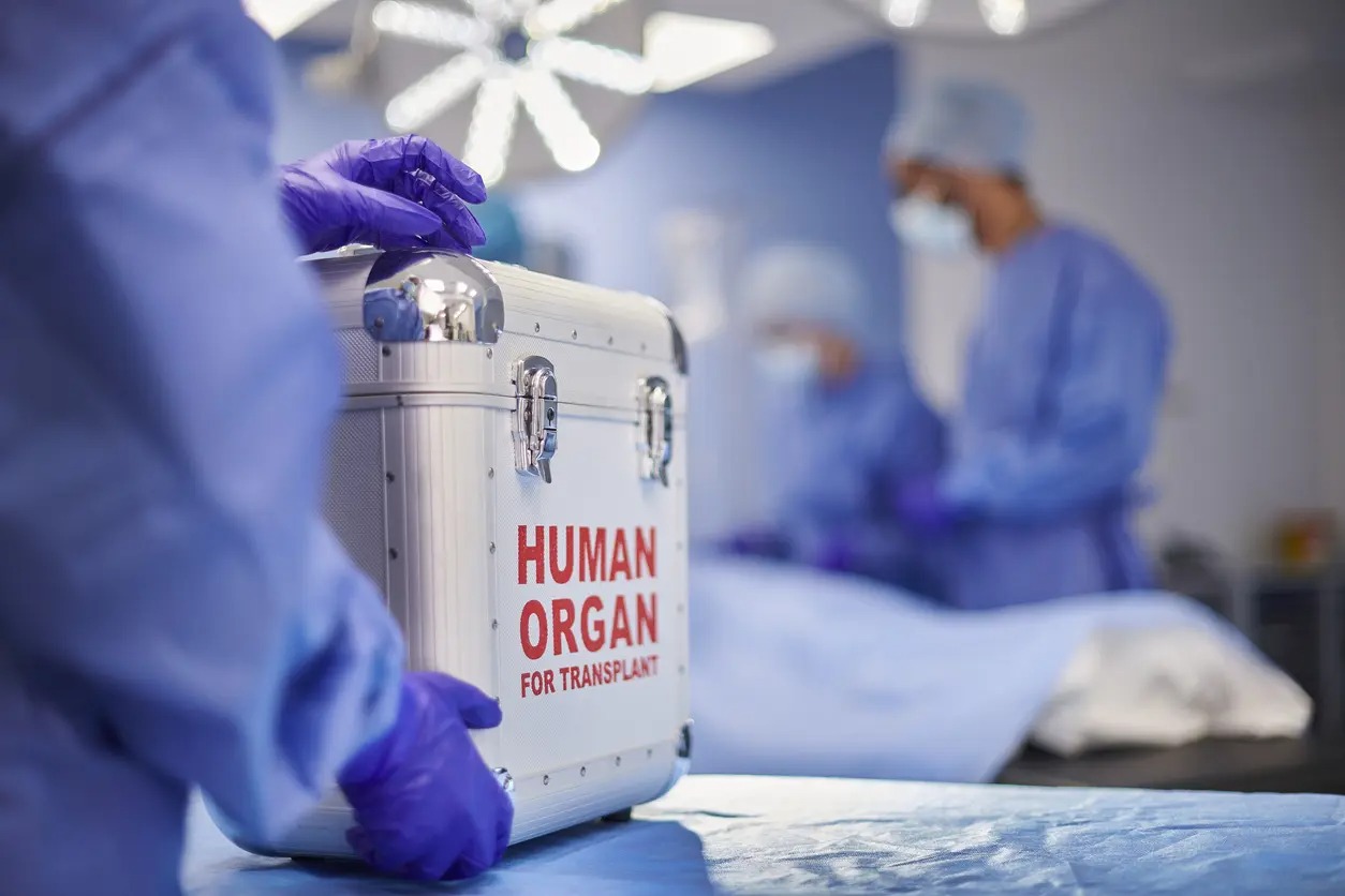 Human Organs - Representative Photograph