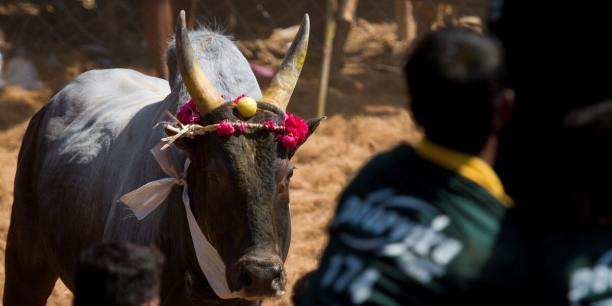 Manjuvirattu — the bull taming event