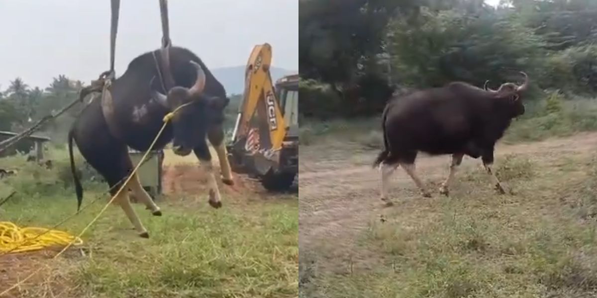 The female gaur was rescued by the forest team on 30 January. (Supriya Sahu IAS/X)