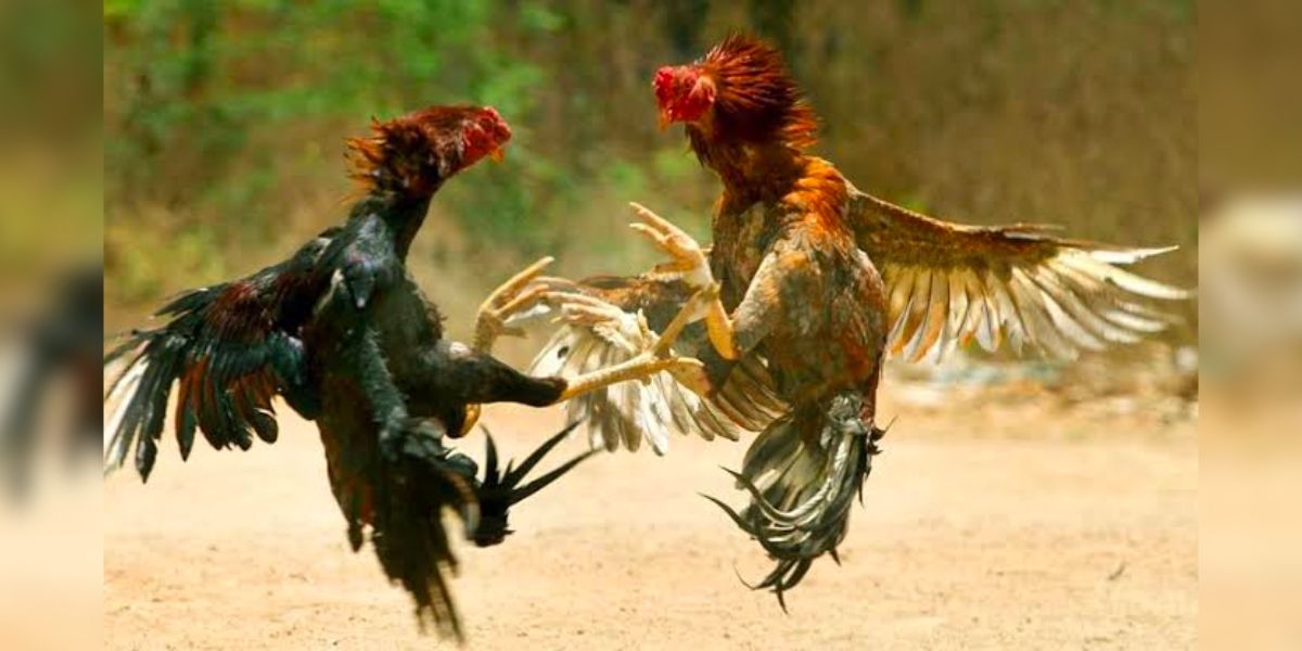 cock fighting
