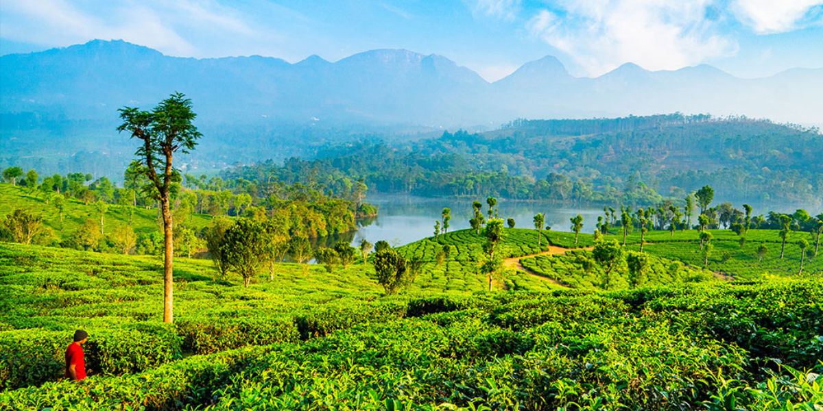 Munnar (keralatourism.org)