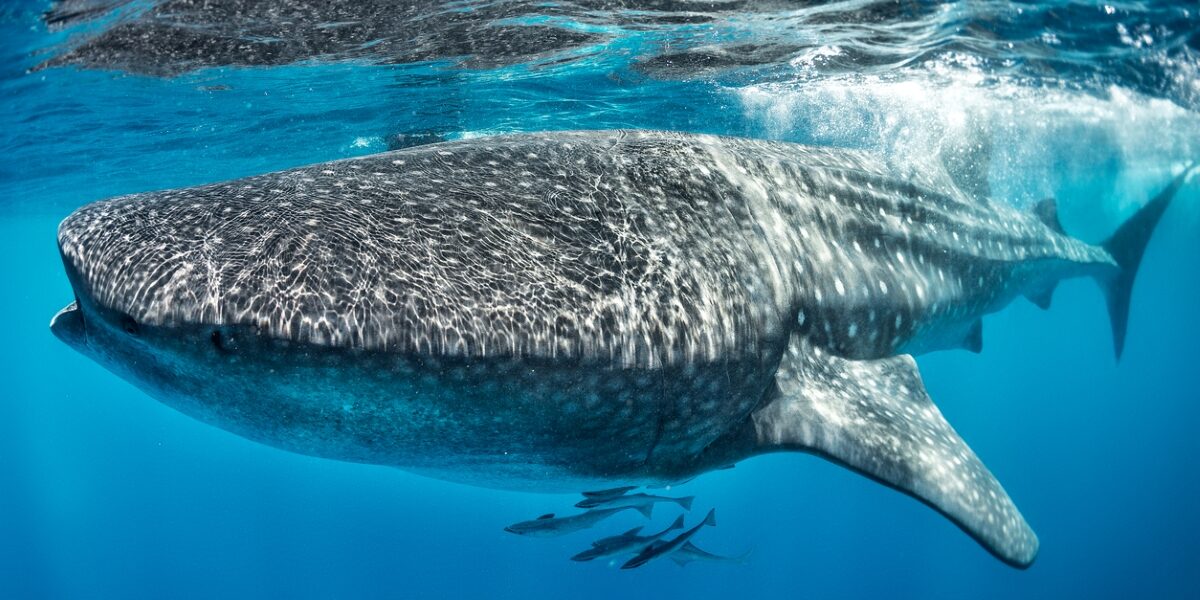 Whale Shark