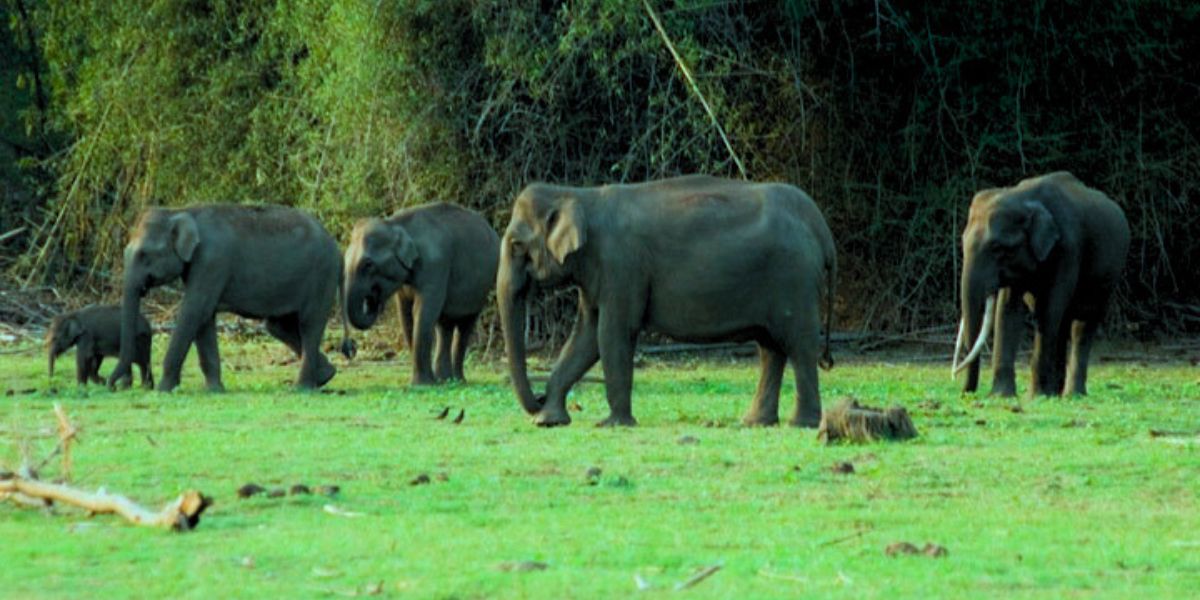 Kerala High Court human-animal conflict elephant