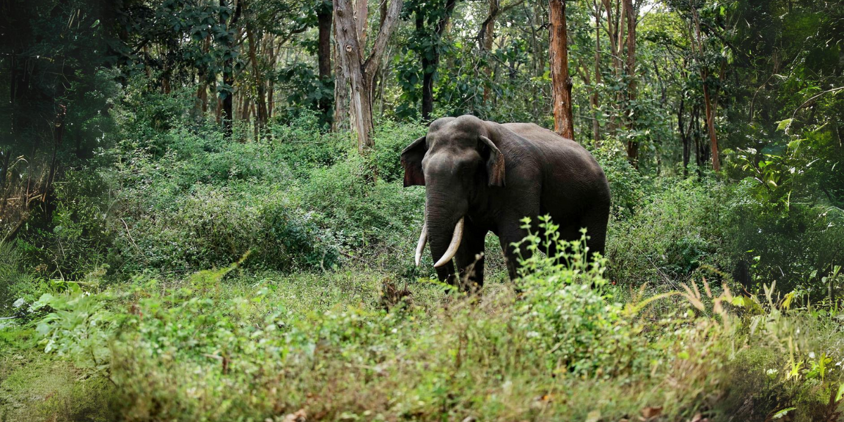 Representative image of a wild tusker. (Creative Commons)