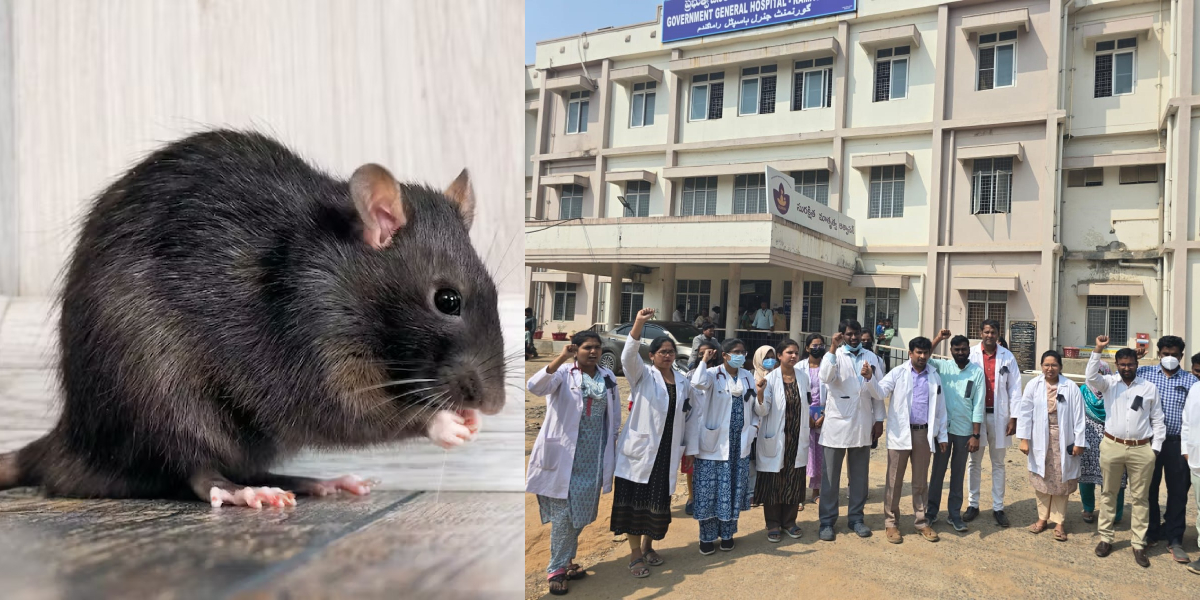 Following the rat-bite incident, two doctors and a staff nurse were suspended by the DME. (Supplied)