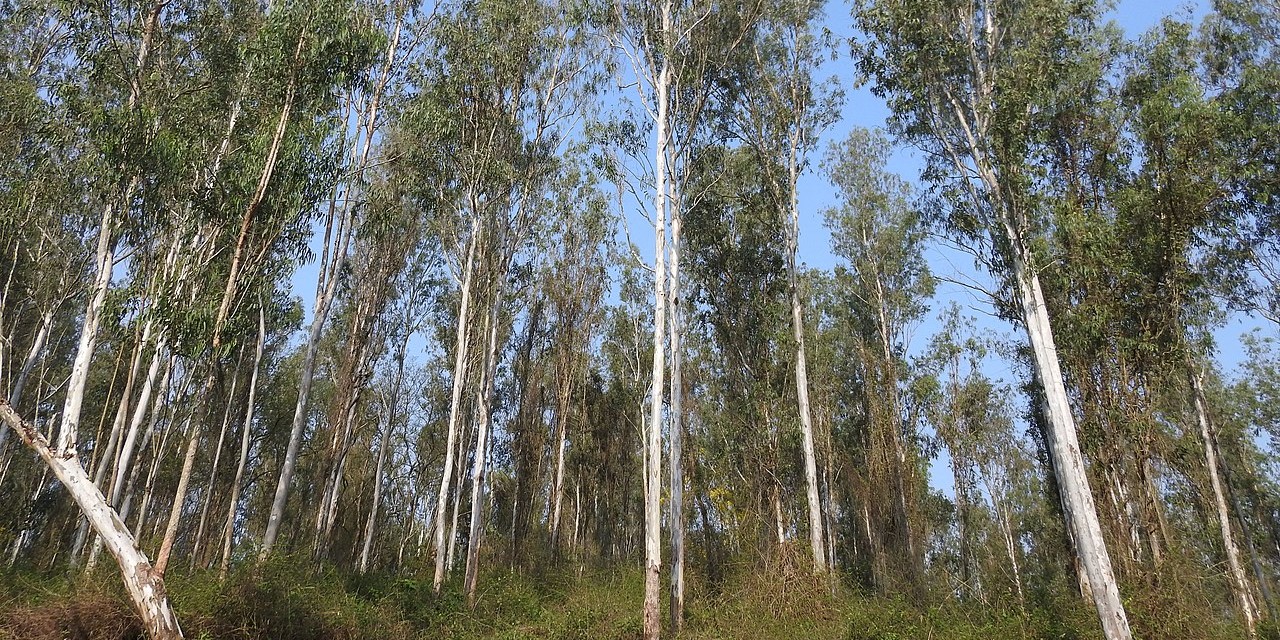 Eucalyptus trees. (Creative Commons)