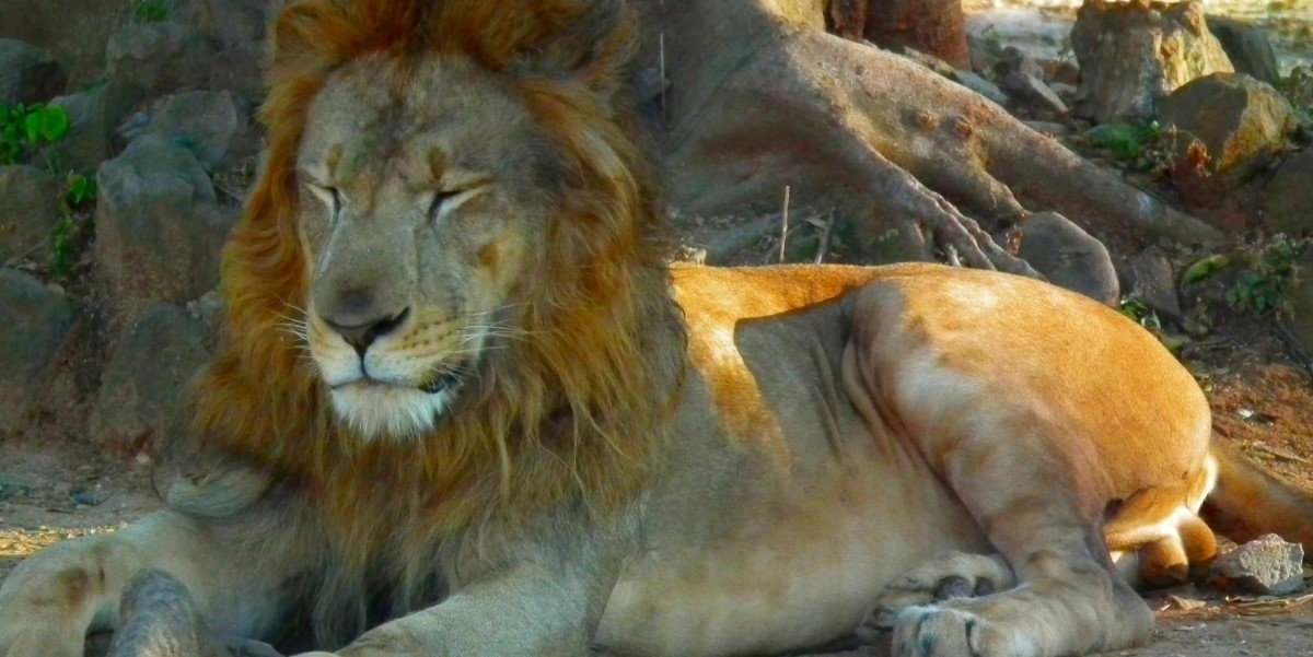 Lion in a zoo