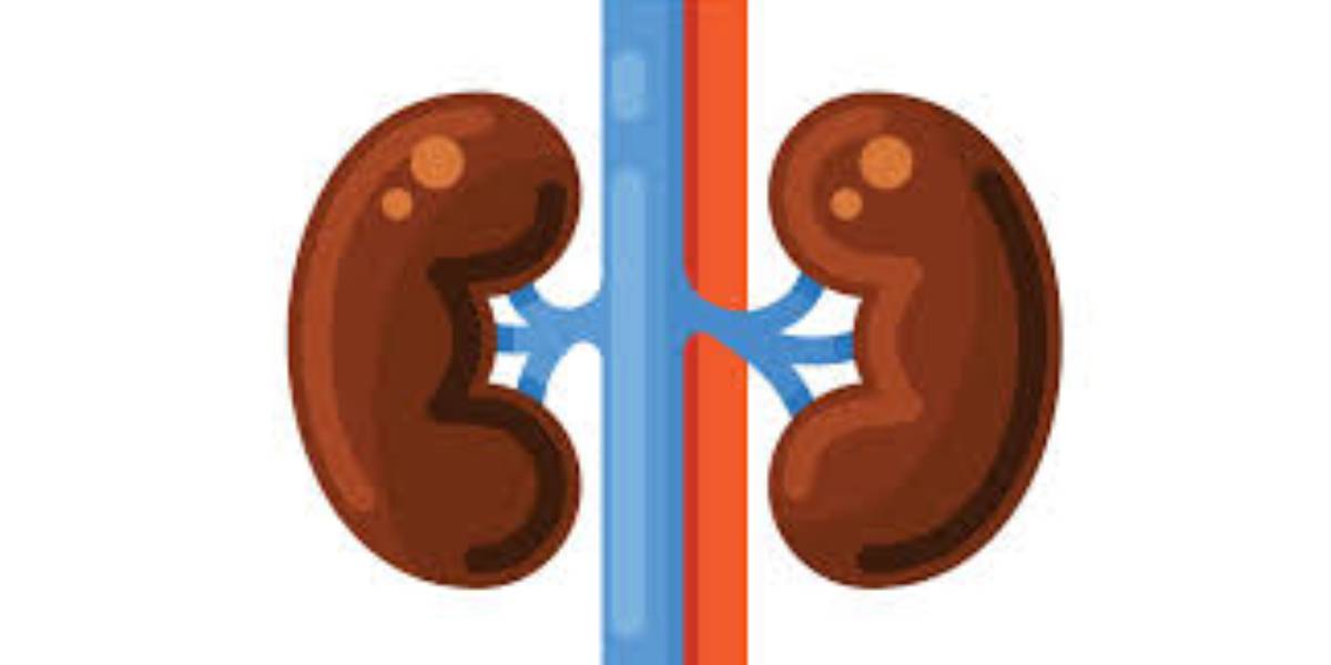 kidney