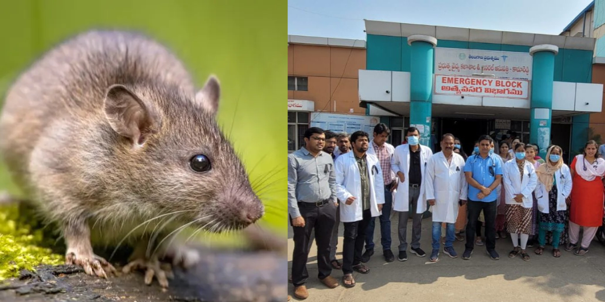 Doctors staged a protest at GGH Kamareddy on 12 February. (Supplied)