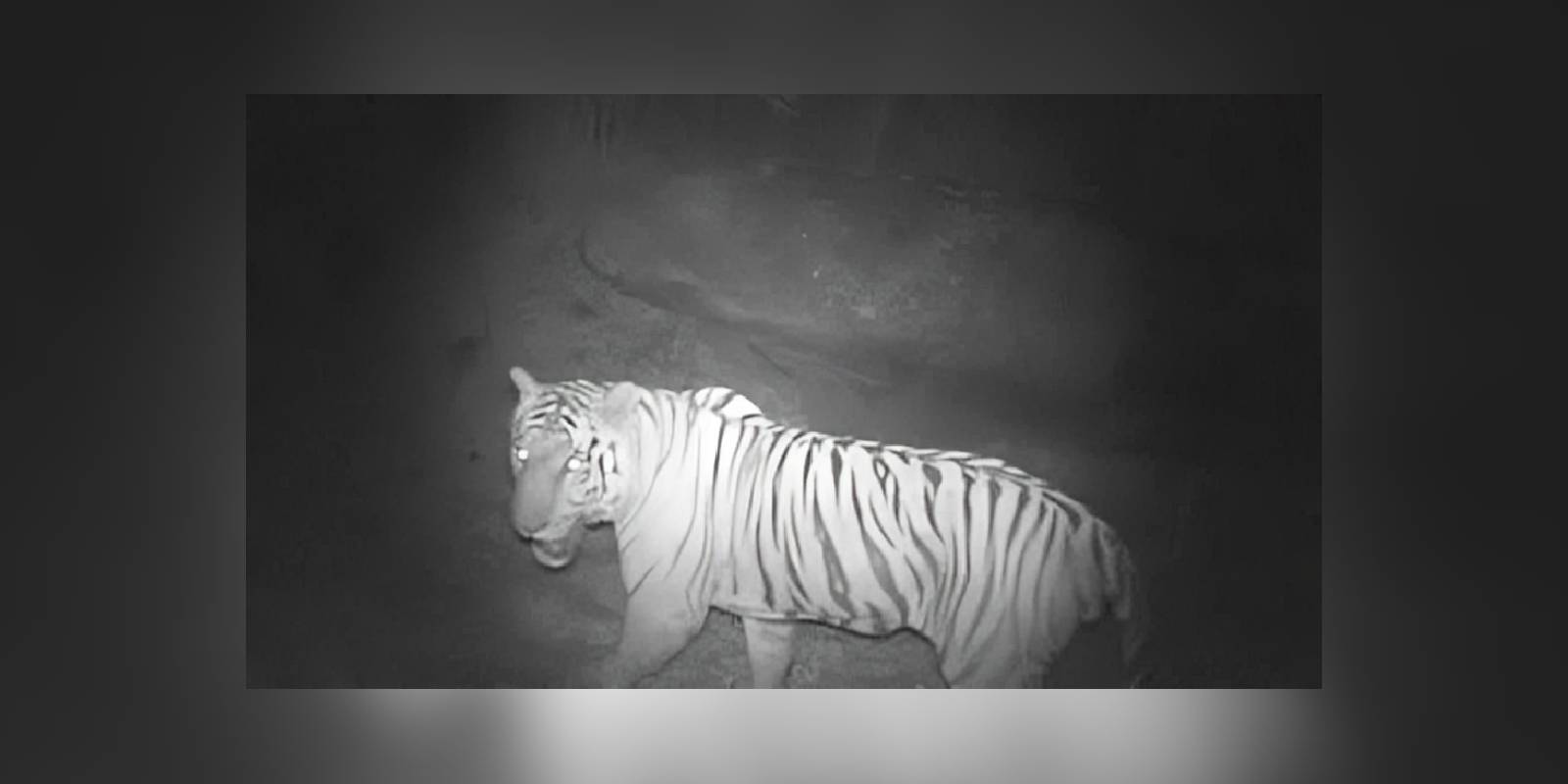 Tiger recorded by camera traps