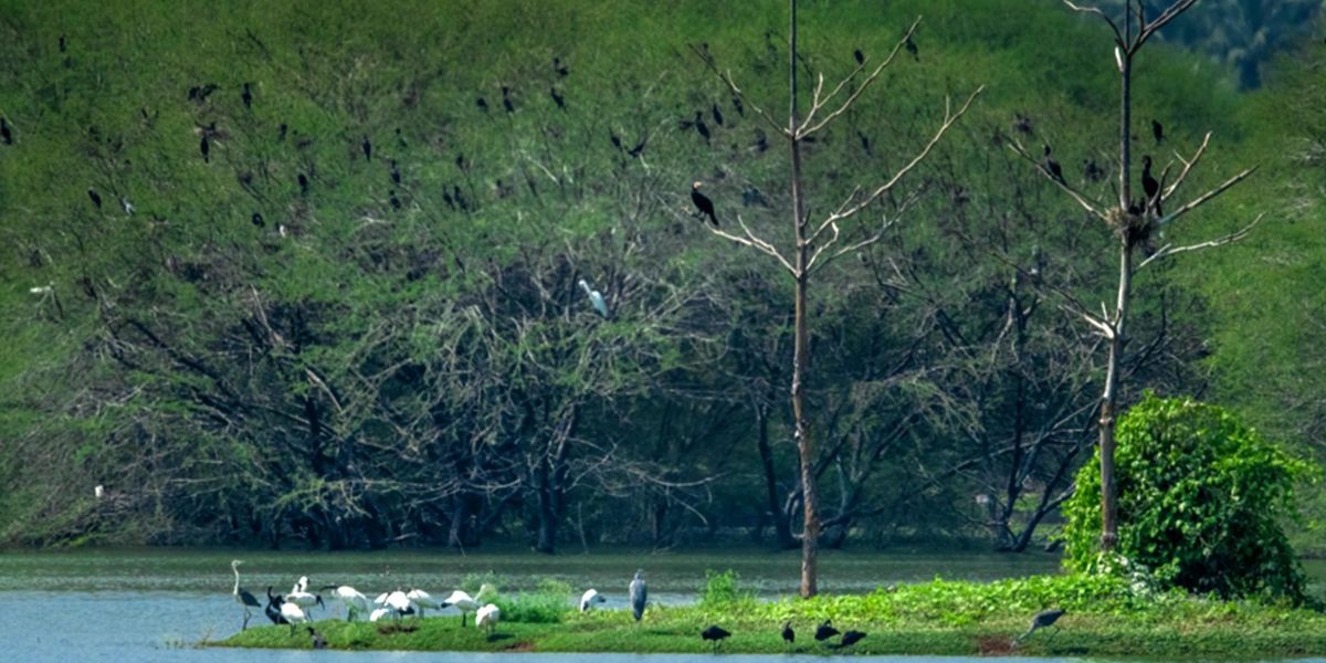 Out of the total bird count, 79 % (5,36,245) are water birds and 21 % (1,43,783) are terrestrial birds. (Photo from TN Tourism official website)