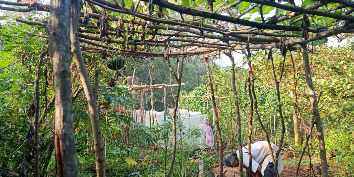 The Pebble Garden is not just a forest or farm, but a centre for regenerative land use. (South First/Joshua Eugine)