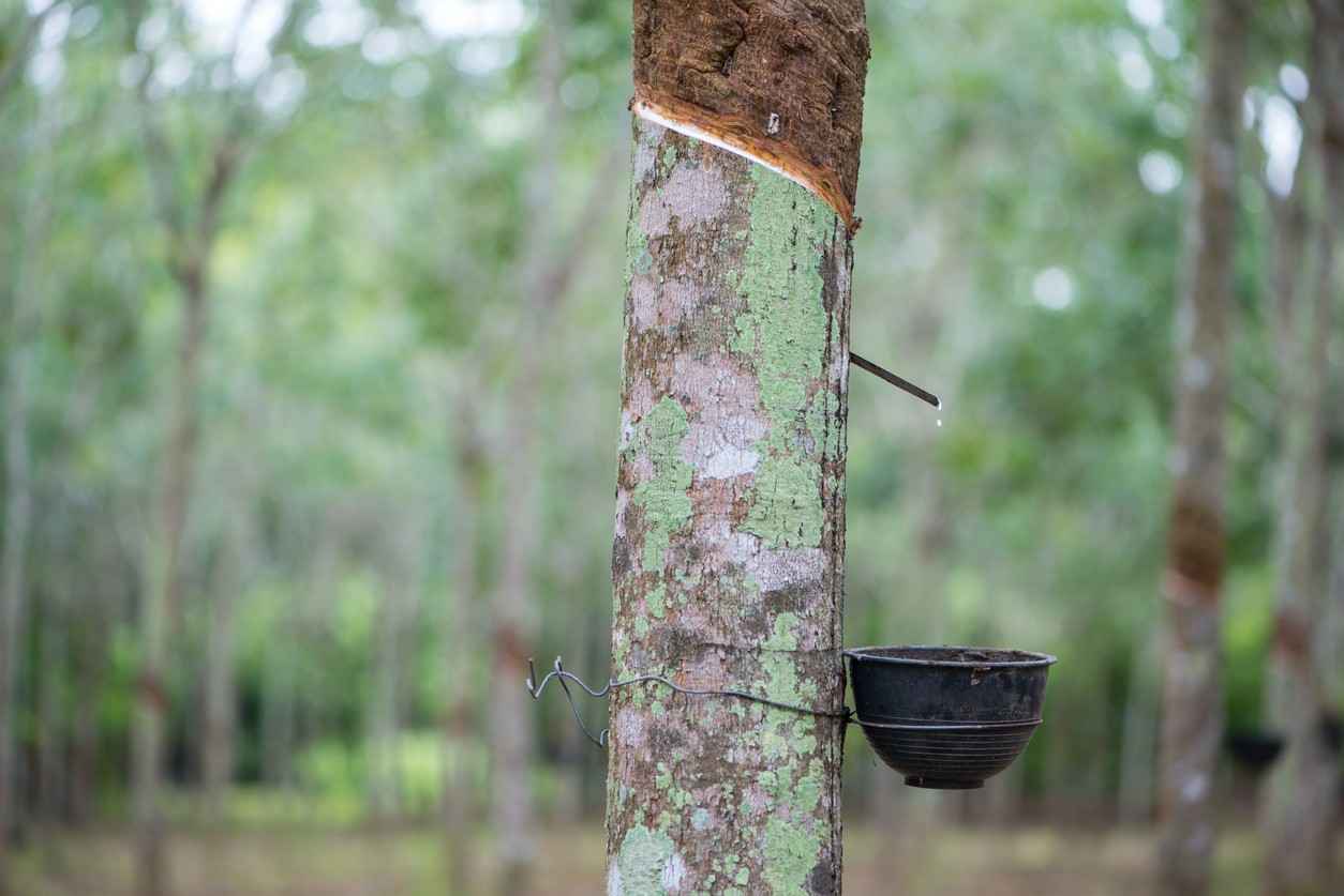 Kerala rubber farmers