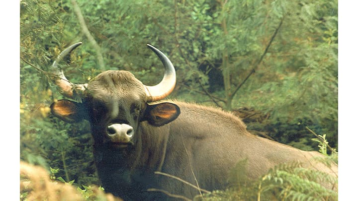 An Indian gaur — bison — attacked Abraham, a 70-year-old farmer, at his farm in Kakkayam area of Kozhikode district around 3 pm. (Representational pic/Kerala Tourism)
