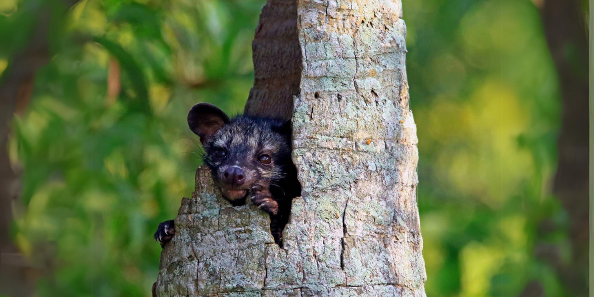 An Asian Civet Cat. Photo by Rahana Habeeb.