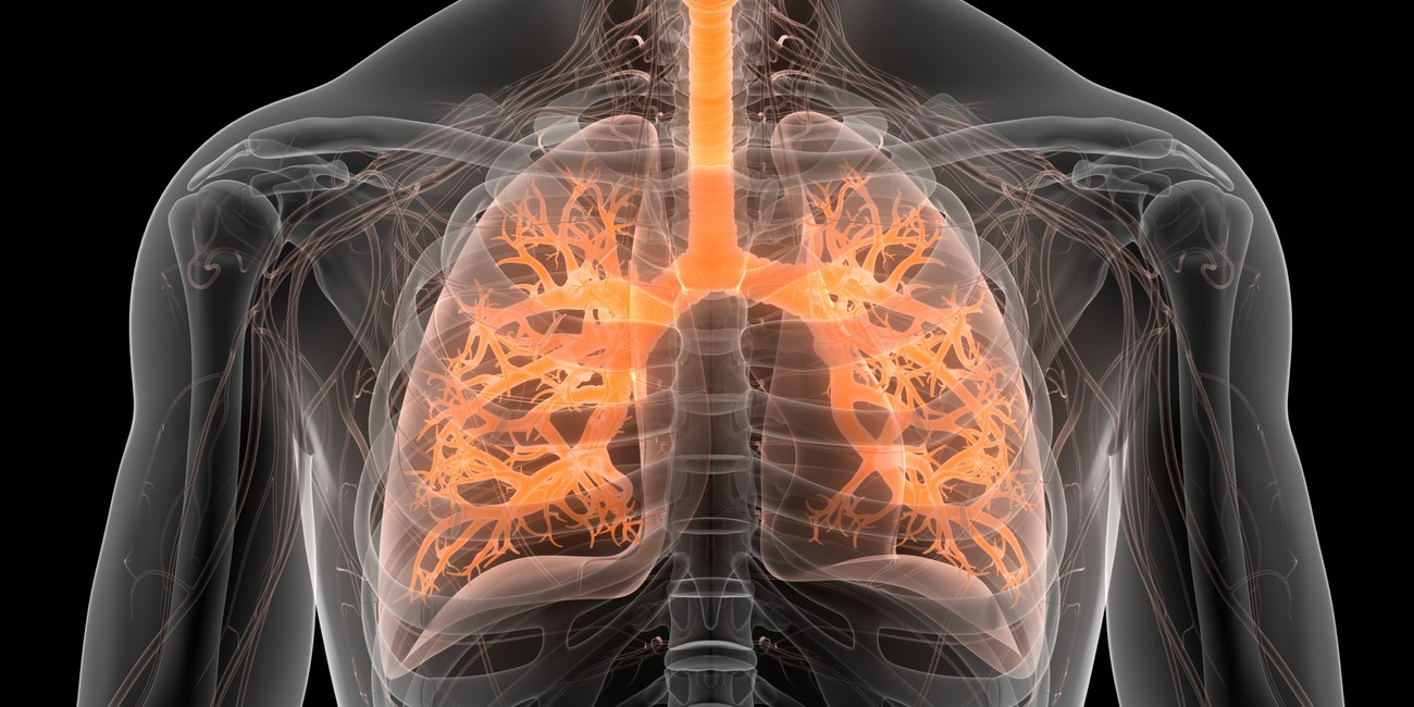 Lungs