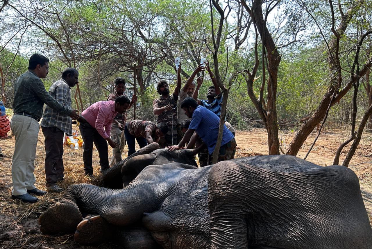 Despite their best efforts, the veterinarians could not save the life of the mother elephant. (X)
