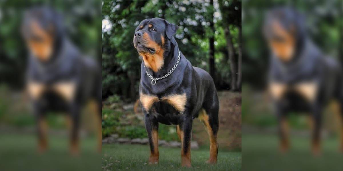 An expert committee has identified certain breeds of dogs dangerous to human life. (Facebook)