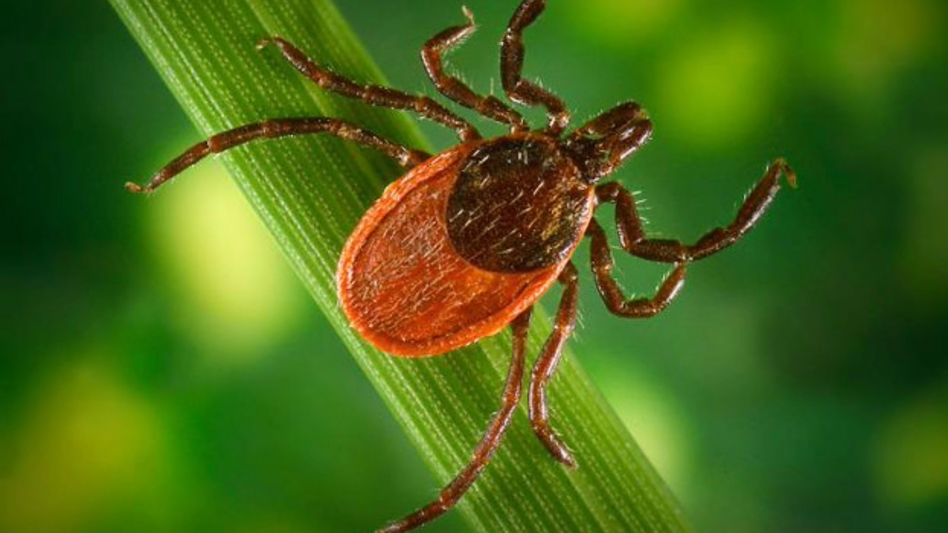Lyme disease