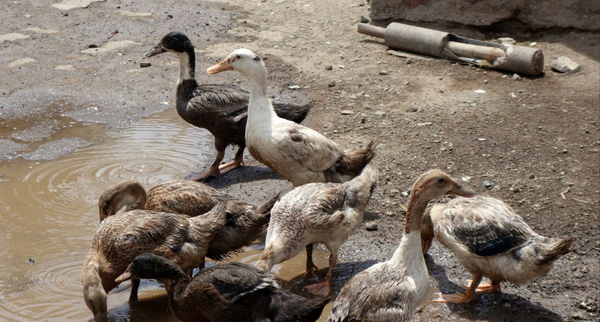 bird flu kerala