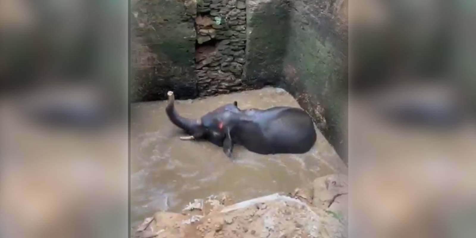 Elephant rescued from well
