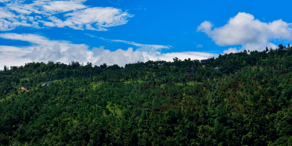 Forest cover loss