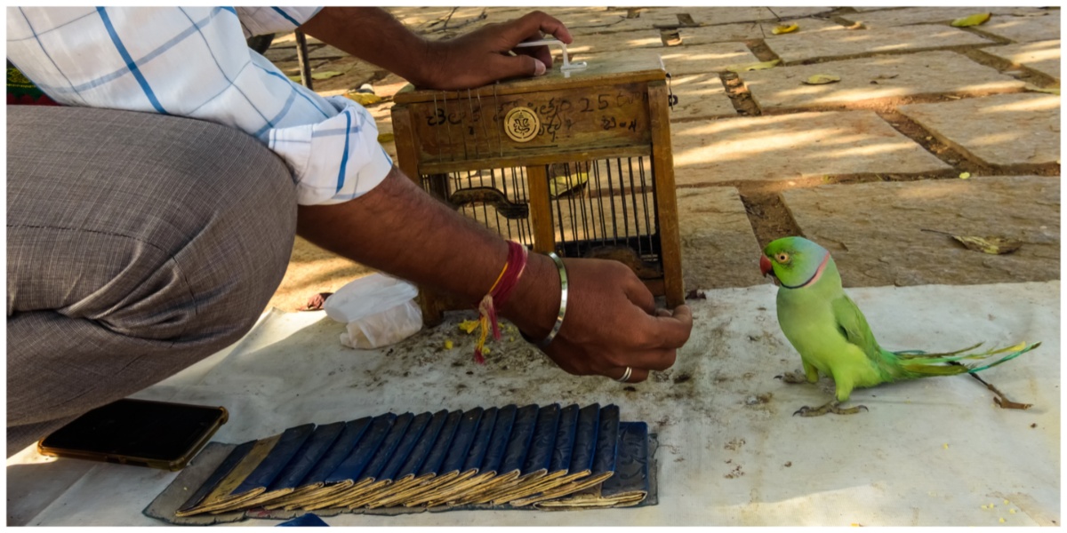 Parrot fortune teller (Representational image)- iStock