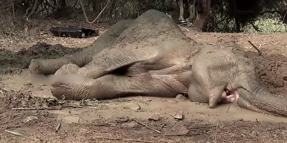 Palakkad Elephant train hit