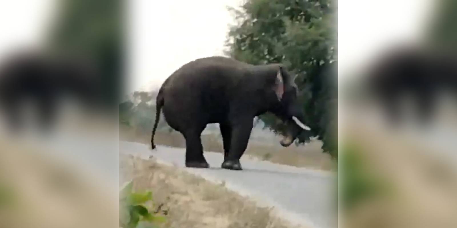The wild elephant