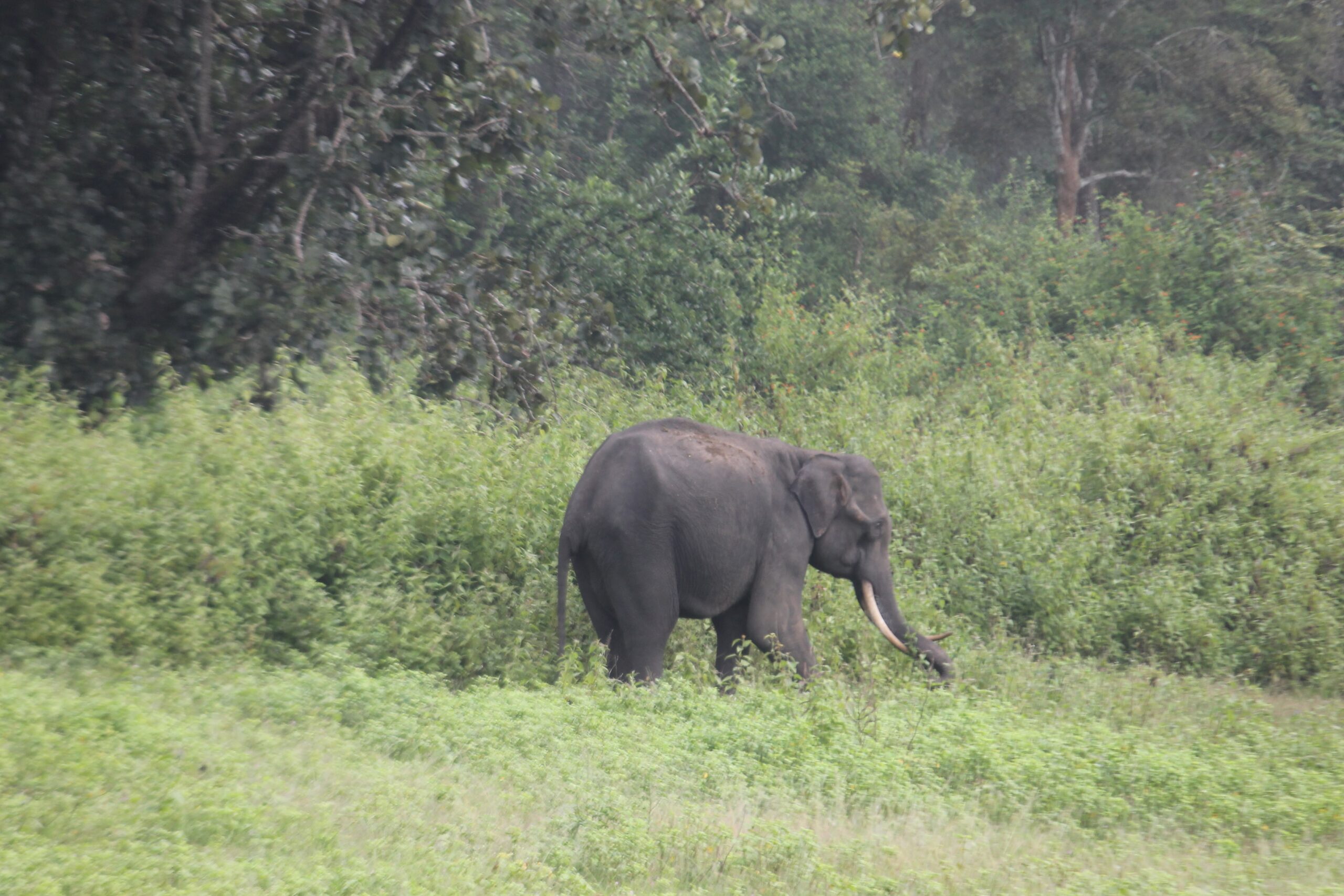 Wild elephant